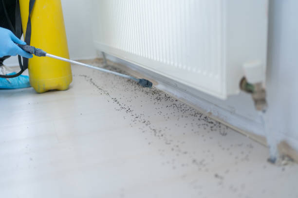 Best Wasp Removal Services  in Greenbrier, TN